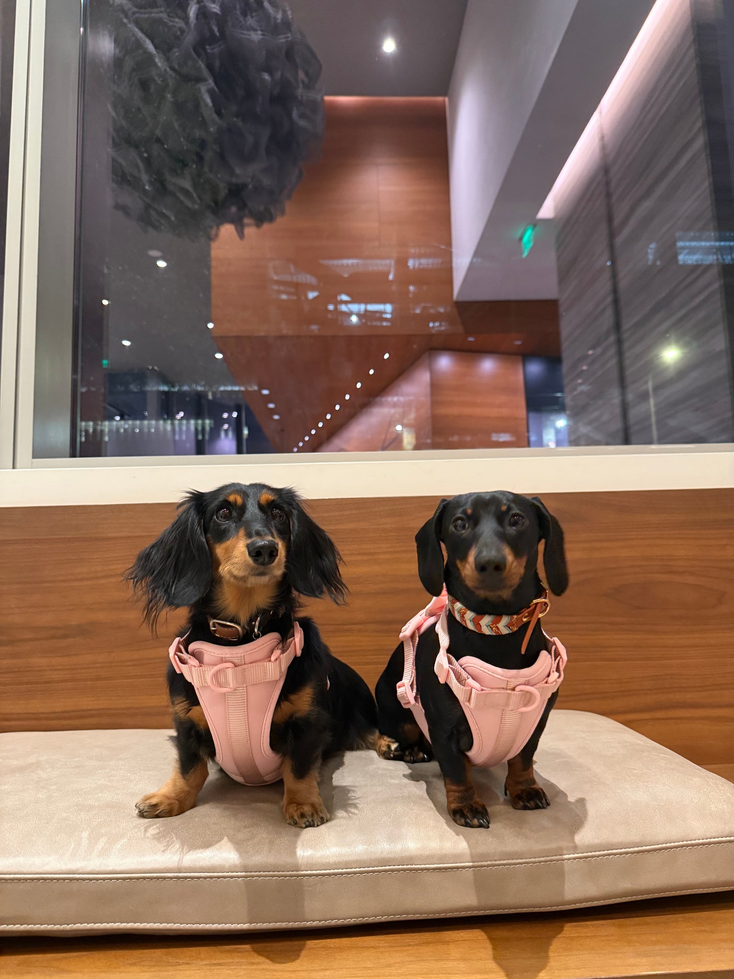 The Bowtique Harness