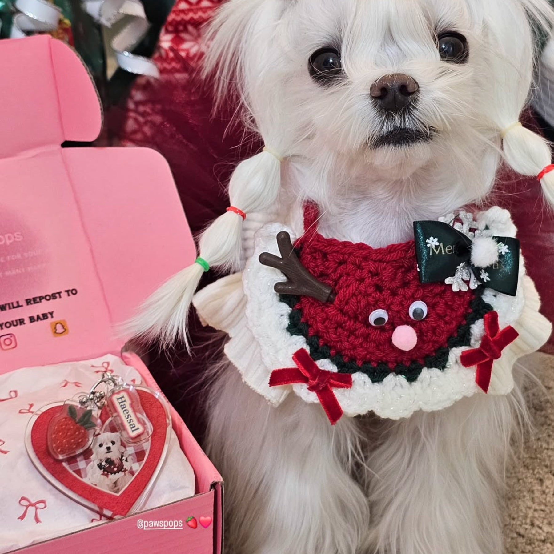 Small dog wearing a festive sweater with a Christmas tree and gift box in the background