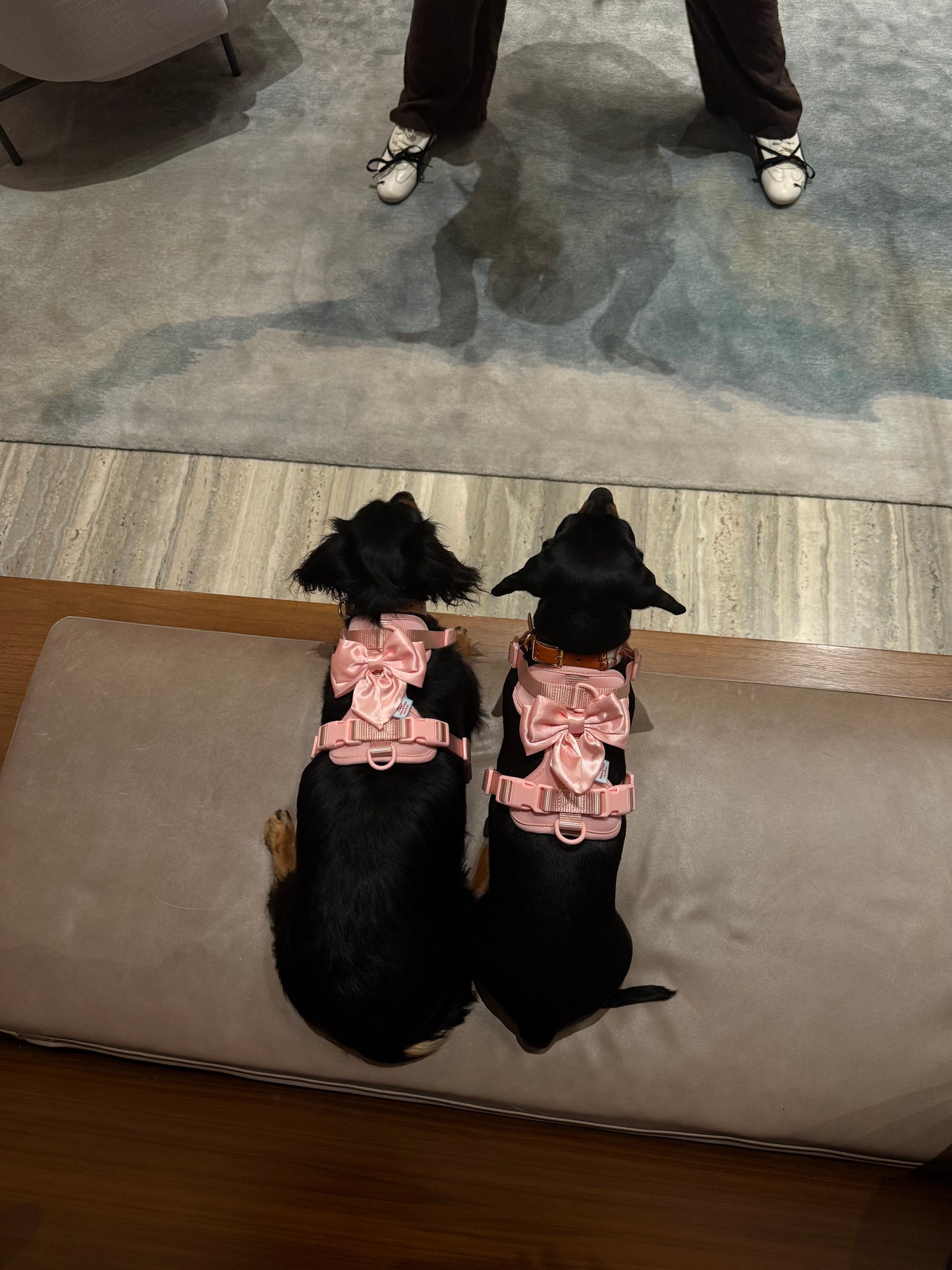 The Bowtique Harness