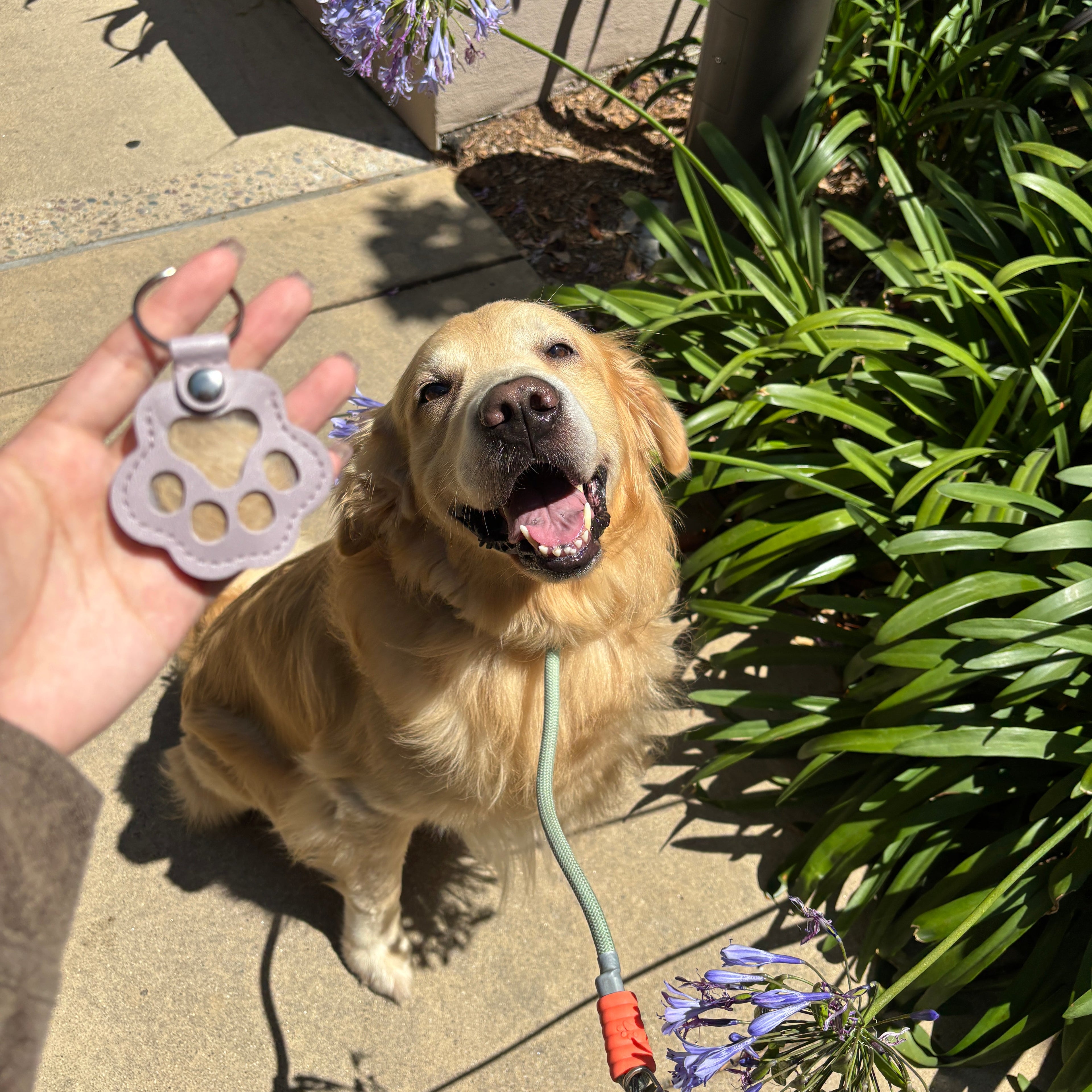 Dog on a leash with a paw-shaped toy held by a person, surrounded by plants and flowers.