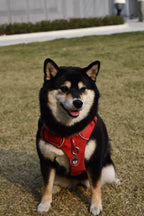 Custom Pet Collar ID Tag
