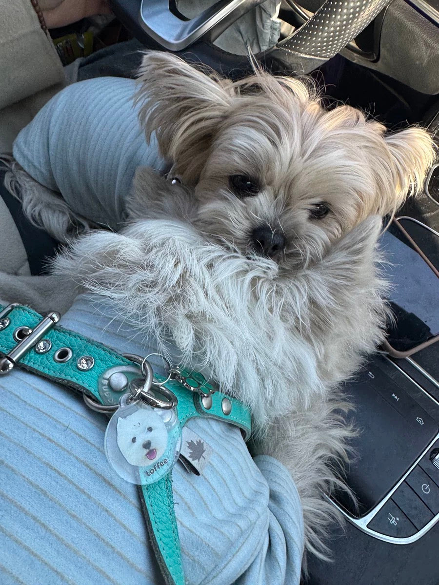 Custom Pet Collar ID Tag