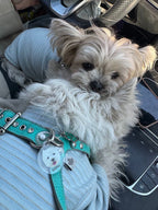 Custom Pet Collar ID Tag